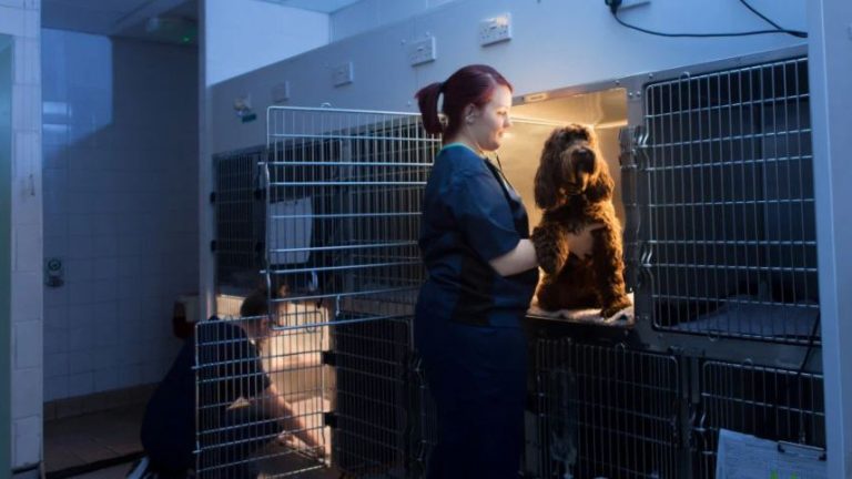 Vets Now Ipswich 857x482 1 3 768x432