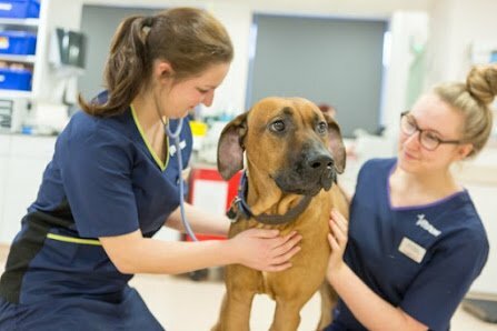 principal vet rachel vets now