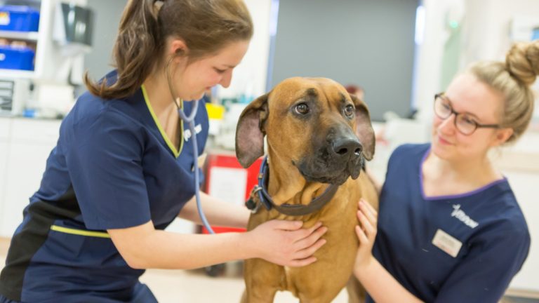 vets now professionals 1280x720 1 1 768x432