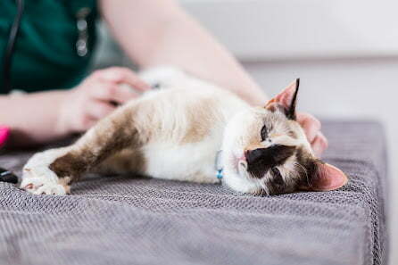 Cat Vet 7
