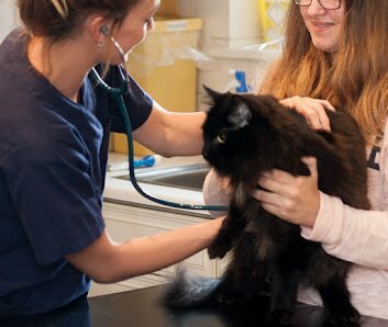 cat stethoscope
